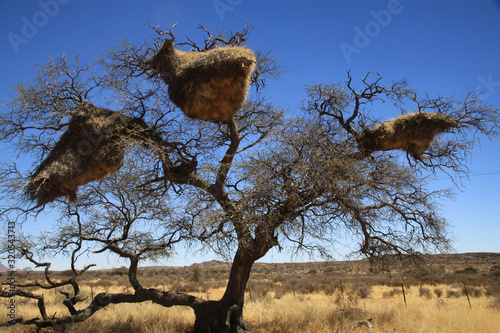 olbrzymie gniazda na gałęziach afrykańskich drzew © KOLA  STUDIO