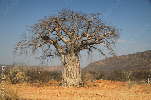 afrykański duży stary suchy baobab stojący wśród suchych traw  © KOLA  STUDIO