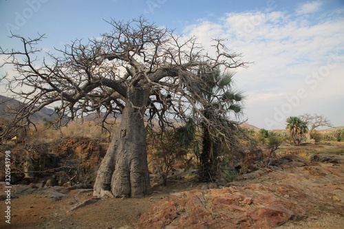 afrykańskie duże suche baobaby stojące wśród suchych traw  © KOLA  STUDIO