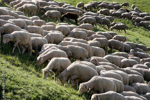 Flock of sheep grazing in the alpine meadows of France. © Serhii