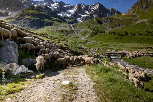 Flock of sheep grazing in the alpine meadows of France. photo