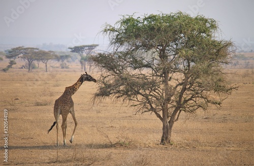 The Masai giraffe  Giraffa camelopardalis tippelskirchii   also called Kilimanjaro giraffe  is the largest subspecies of giraffe. It is native to East Africa.