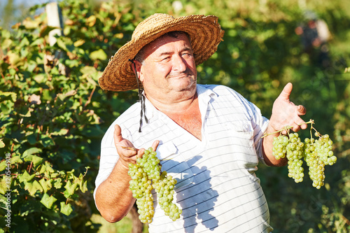 Bilde på lerret Senior vintager harvesting the grape