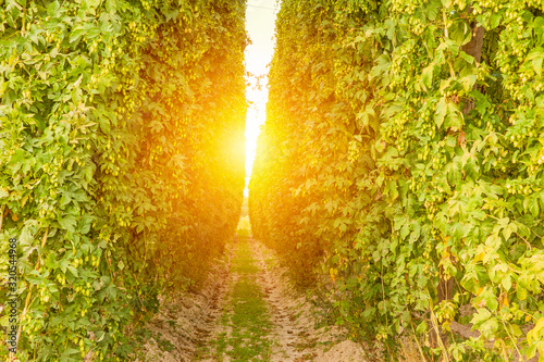 Sunset over the hop field in late summer. Poland