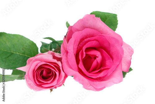 Beautiful  rose isolated on white