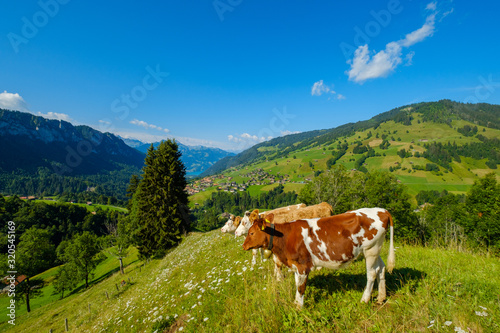 Small herd of cows graze in the Alpine meadow © Anton Gvozdikov