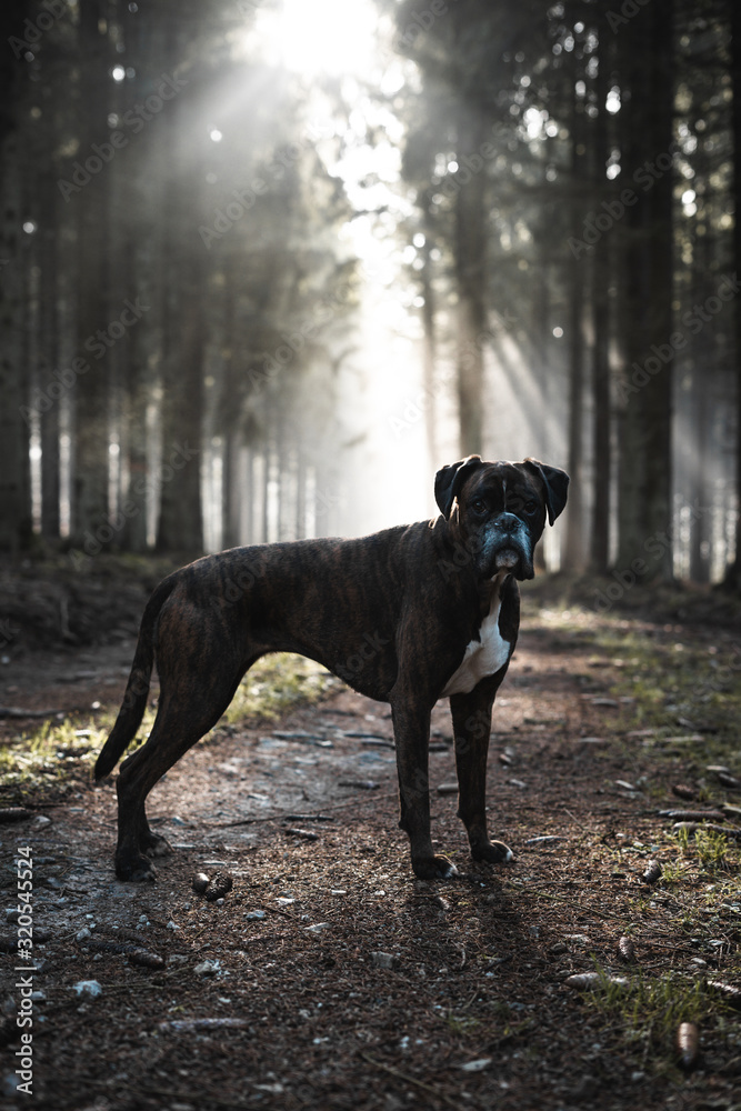 Boxer Hund auf einer Lichtung stehend vor einem lichtdurchflutetem Wald