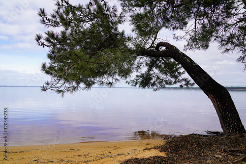 Biscarrosse sand beach wood pine in Lake Maguide in landes France