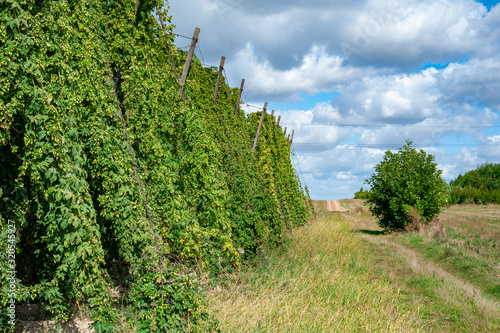 Hop field in late summer. Ripe hop is ready for harvesting. Poland