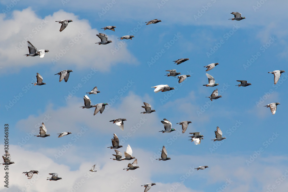 Fototapeta premium flock of speed racing pigeon brid flying
