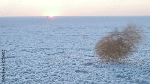 Summer. Salt lake. Tumbleweed in salt.