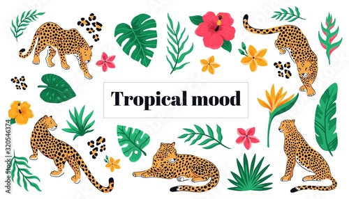 Photography Tropical exotic flowers and leopards