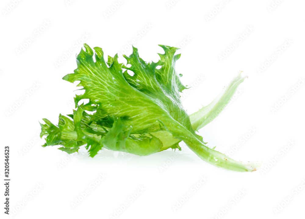 Fresh lettuce leaves isolated on white background Fresh lettuce leaves isolated on white background