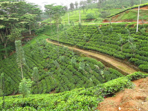 The tea plantation, Nuwara Eliya, Sri Lanka