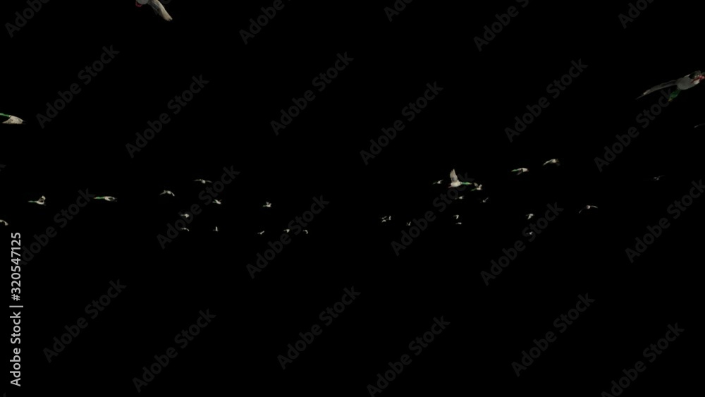 Wild ducks flying in slow motion, Alpha Channel Wild ducks flying in slow motion, Alpha Channel