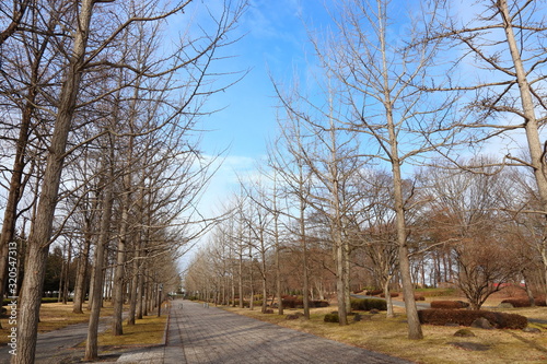 冬の銀杏並木と青空の背景