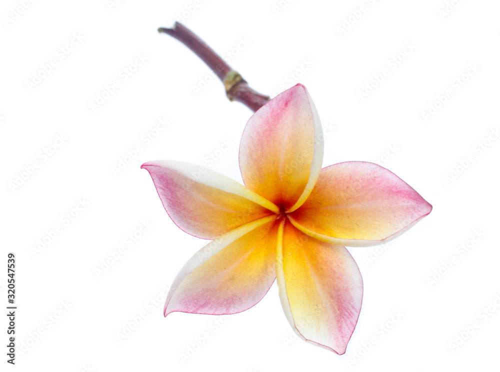 Fototapeta premium Frangipani, Pumeria, Frangipanni, isolated on white background