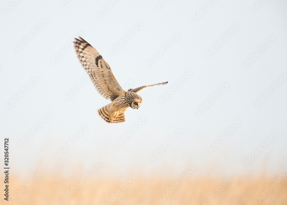 Short Eared Owl hunting open grassland. Short Eared Owl hunting open grassland.