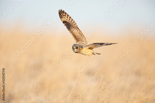 Short Eared Owl hunting open grassland.