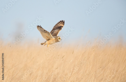 Short Eared Owl hunting open grassland.