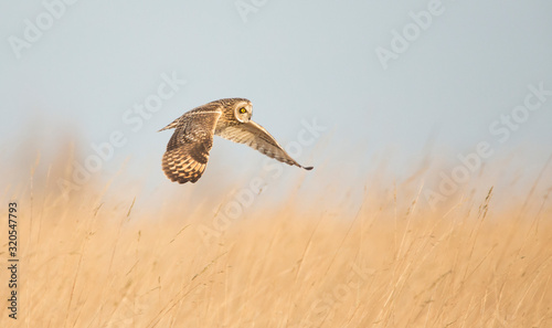 Short Eared Owl hunting open grassland.