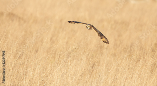 Short Eared Owl hunting open grassland.