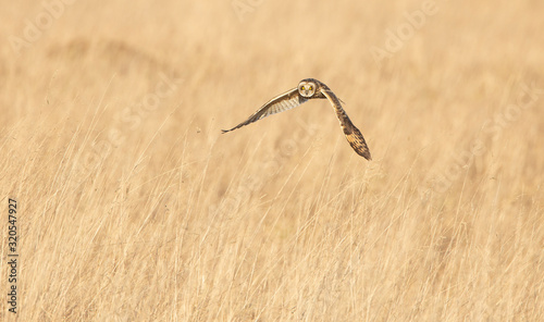 Short Eared Owl hunting open grassland. photo