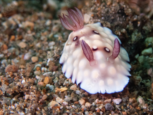 Chromodoris hintuanensis nudibranch or sea slug near Anilao, Batangas, Philippines. Marine life and underwater photography. photo