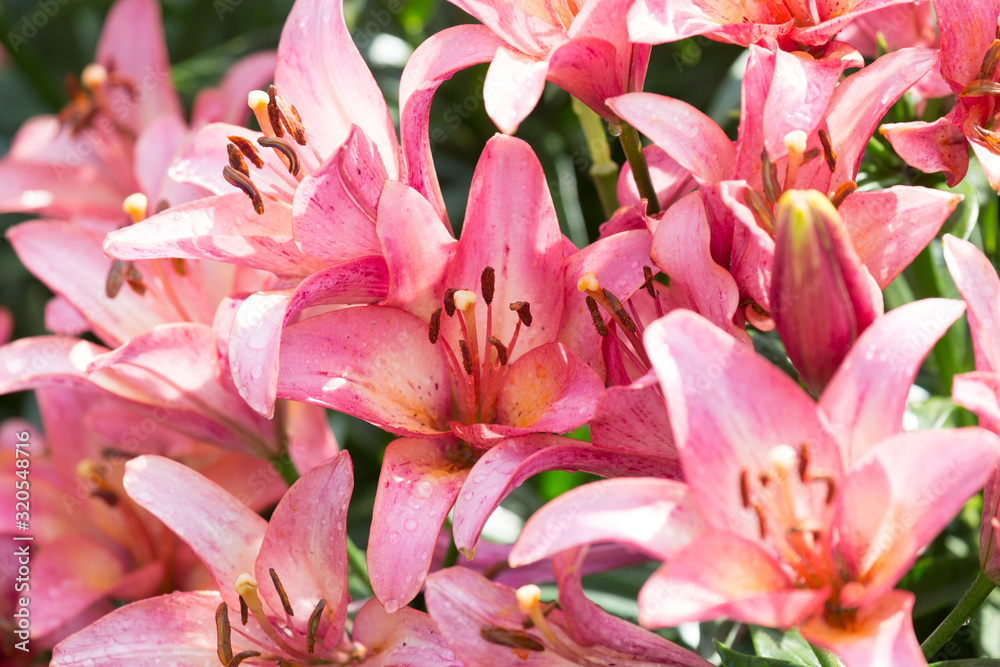 Bouquet of pink lilies close-up