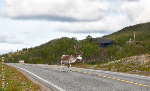 Deer stands on the highway, Norway © Shchipkova Elena