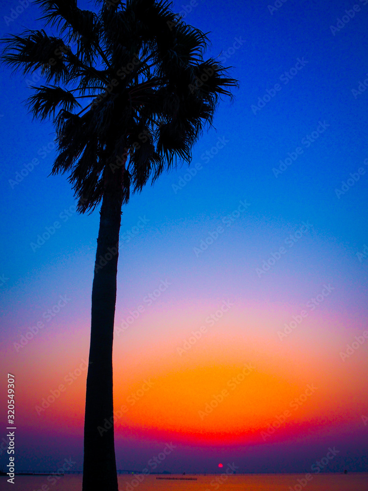 palm trees at sunset palm trees at sunset