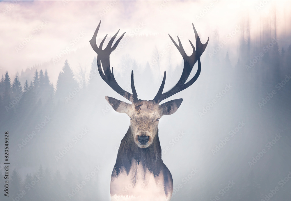 Fototapeta Red deer and the misty forest