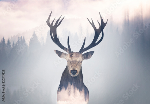 Red deer and the misty forest