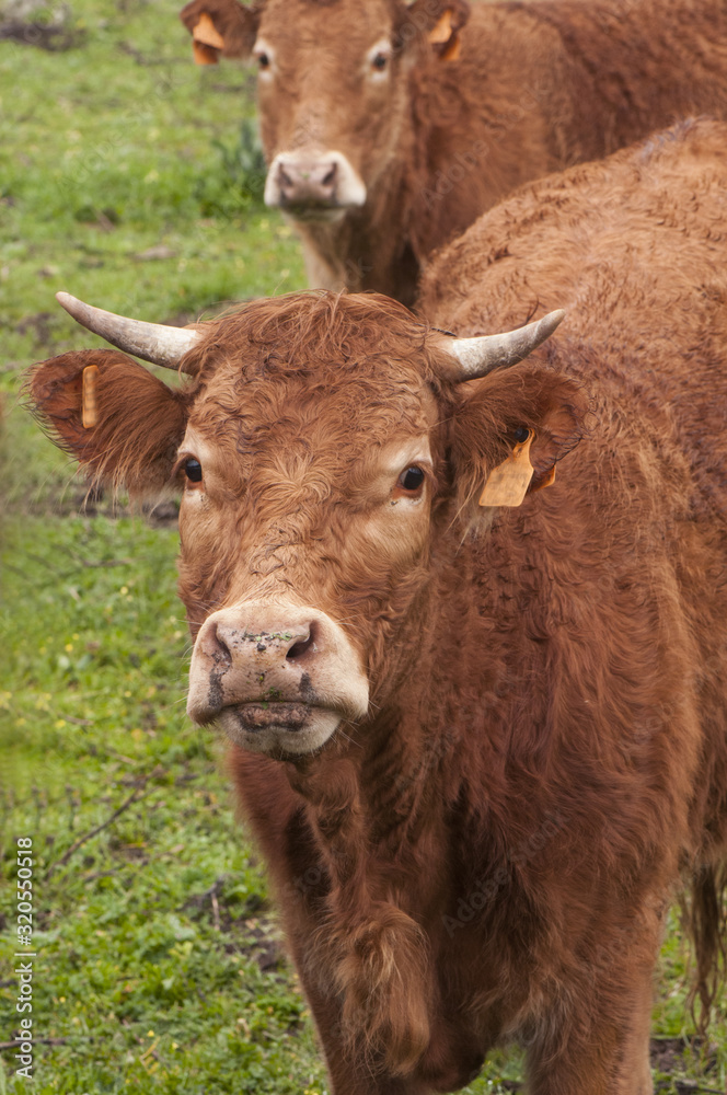 Cows of limousin breed crossed in green meadow of Andalucia with holm oaks looking curiously while taking the picture Cows of limousin breed crossed in green meadow of Andalucia with holm oaks looking curiously while taking the picture