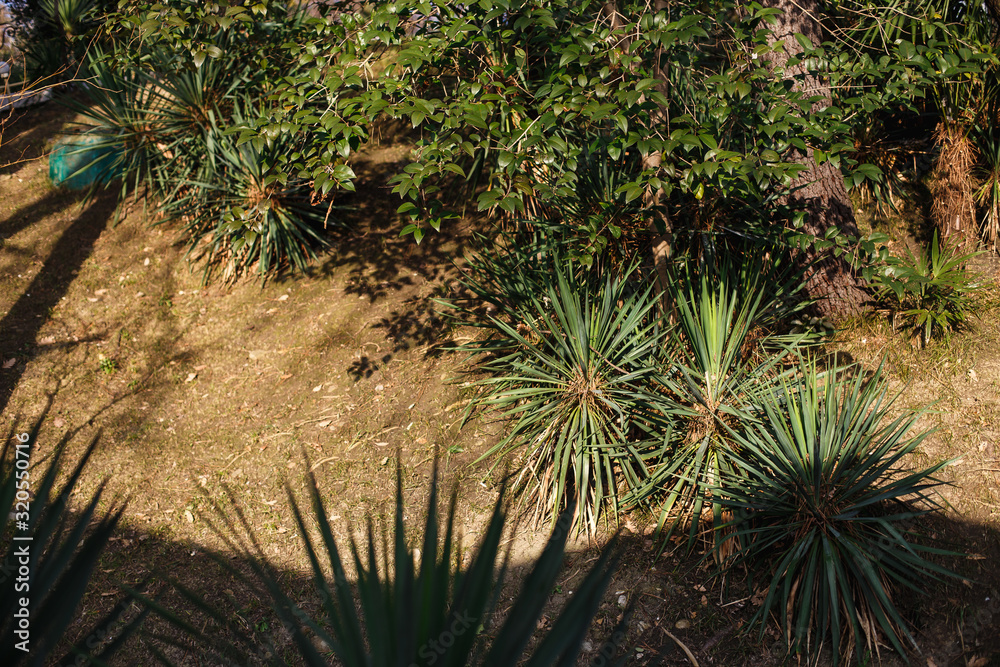 Subtropical agaves in the evening sun in the park. Subtropical agaves in the evening sun in the park.