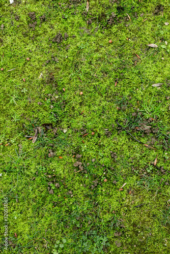 Grass and moss ground texture