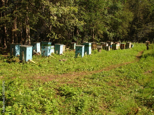 Apiary in a sunny green forest glade.