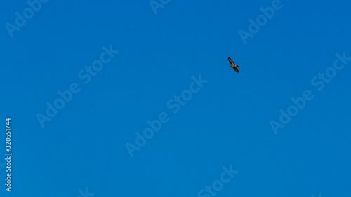 Common buzzard in flight against the sky