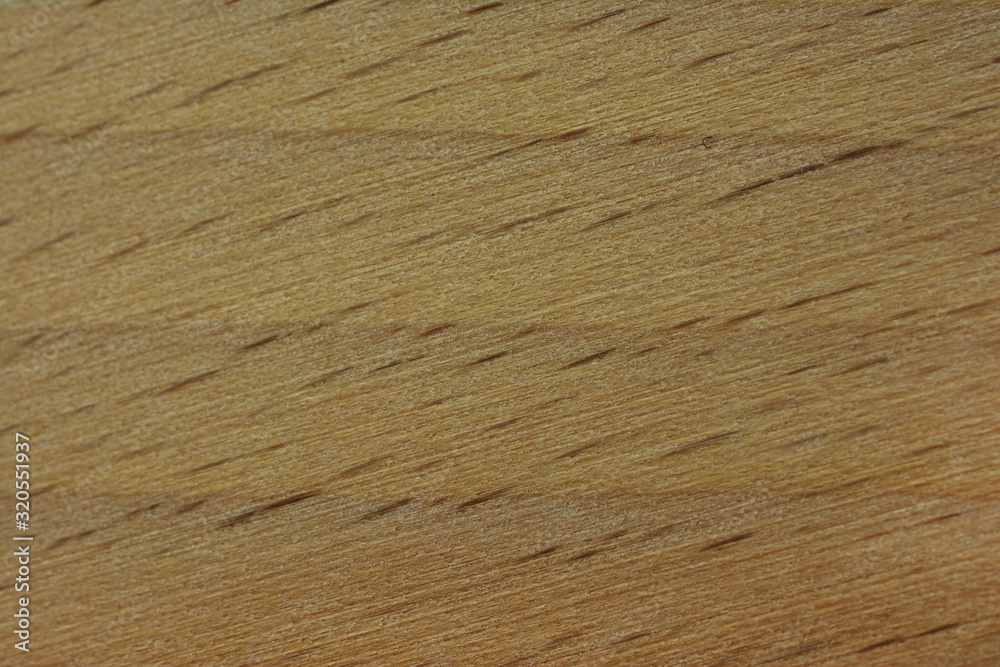 Background of the beech tree structure in close-up