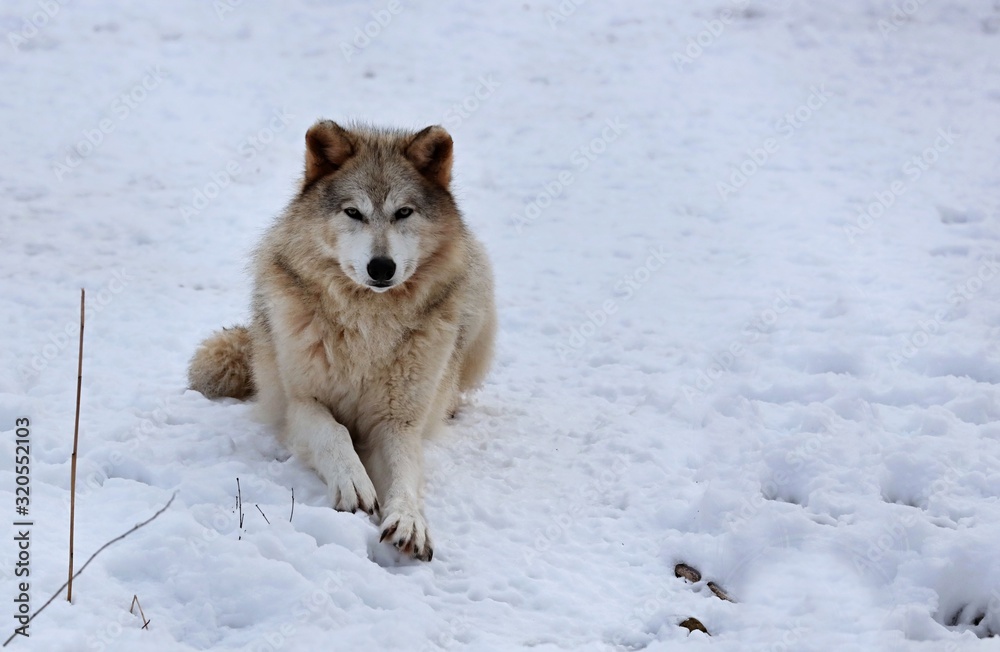 The Timber wolf, also known as the gray wolf, is a large canine native to Eurasia and North America. It is the largest extant member of Canidae, with males averaging 40 kg and females 37 kg. The Timber wolf, also known as the gray wolf, is a large canine native to Eurasia and North America. It is the largest extant member of Canidae, with males averaging 40 kg and females 37 kg.
