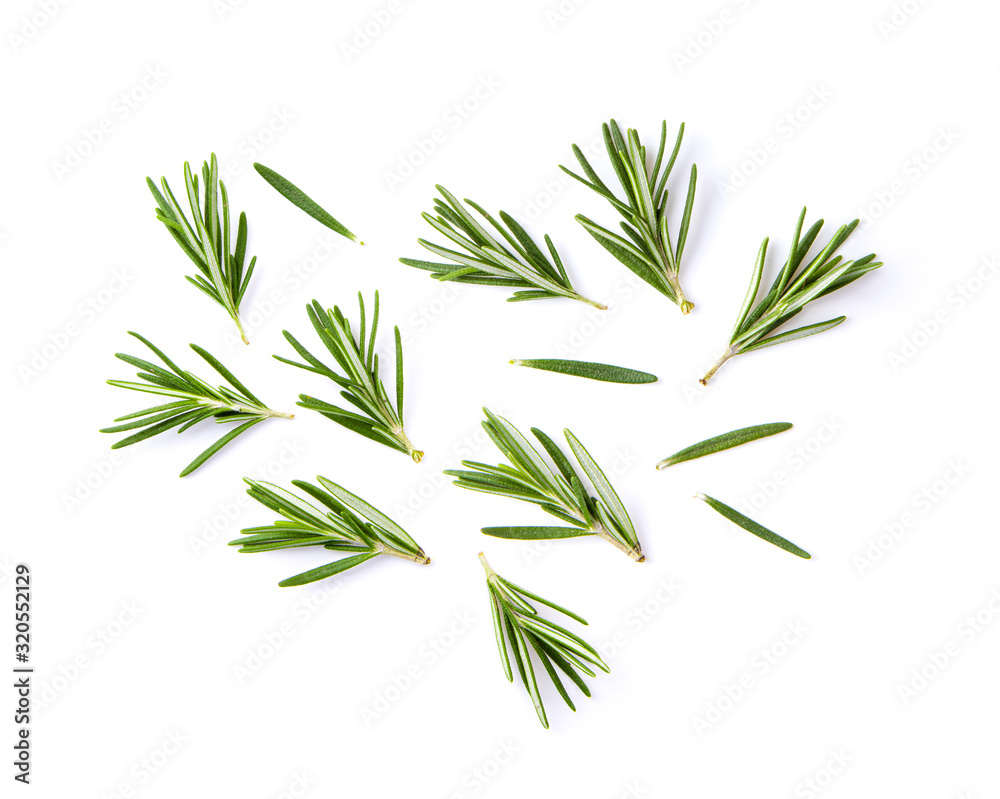 fresh rosemary isolated on white background fresh rosemary isolated on white background