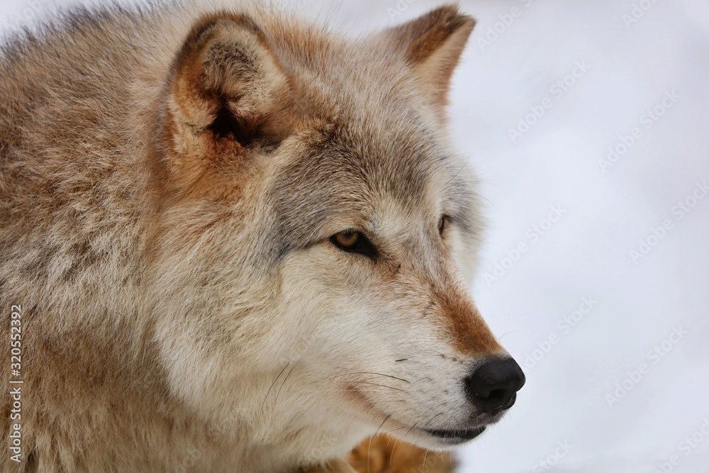 The Timber wolf, also known as the gray wolf, is a large canine native to Eurasia and North America. It is the largest extant member of Canidae, with males averaging 40 kg and females 37 kg. The Timber wolf, also known as the gray wolf, is a large canine native to Eurasia and North America. It is the largest extant member of Canidae, with males averaging 40 kg and females 37 kg.