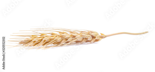 Foto Ear of barley rice on white background