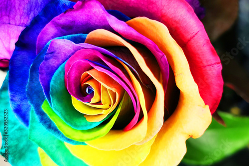 rainbow rose texture