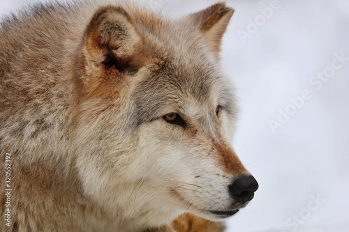 The Timber wolf  also known as the gray wolf  is a large canine native to Eurasia and North America. It is the largest extant member of Canidae  with males averaging 40 kg and females 37 kg.