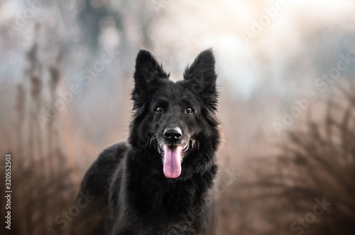 Fotografija german shepherd dog funny walk lovely portrait