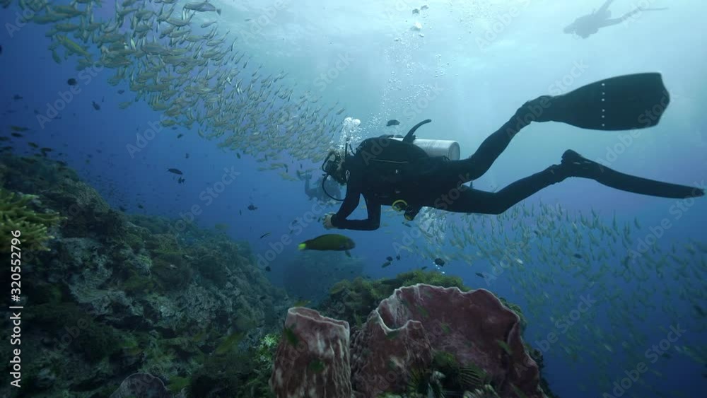 4k high quality SCUBA diving towards big school of fish 