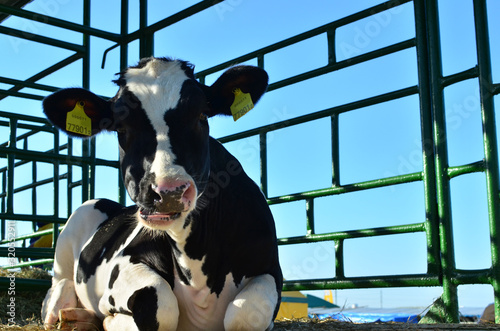 Big beautiful cow, muzzle close up. Farm, agricultural business, background, texture. The Belagro 2019 International Trade Fair in the agrotown of Shchomyslitsa, Belarus, Minsk photo