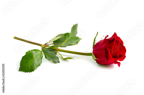 Fototapeta Naklejka Na Ścianę i Meble -  One red rose isolated on white background. Full dept of field