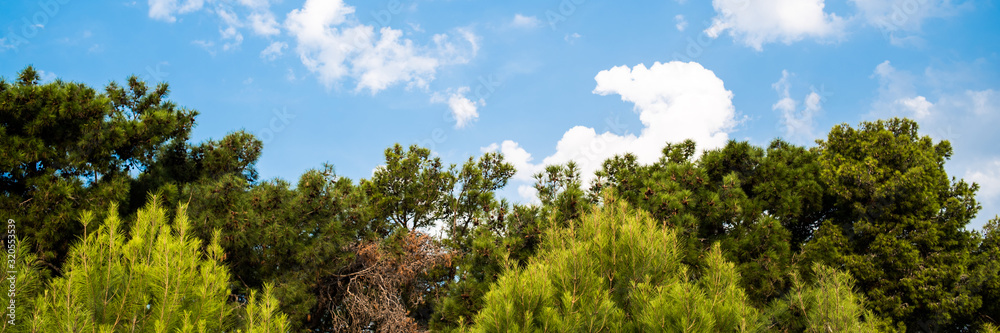 Forest and blue sky. Wide image